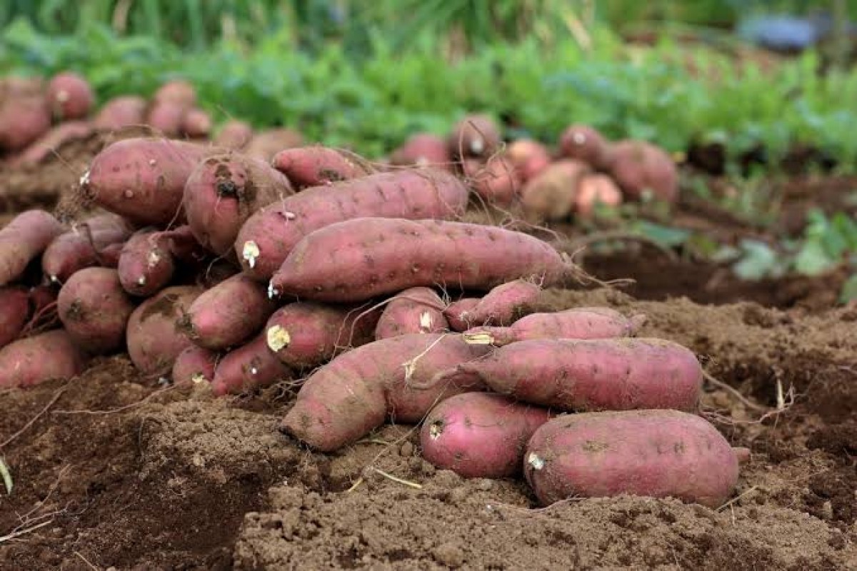 Japanese Sweet Potatoes from Kenya